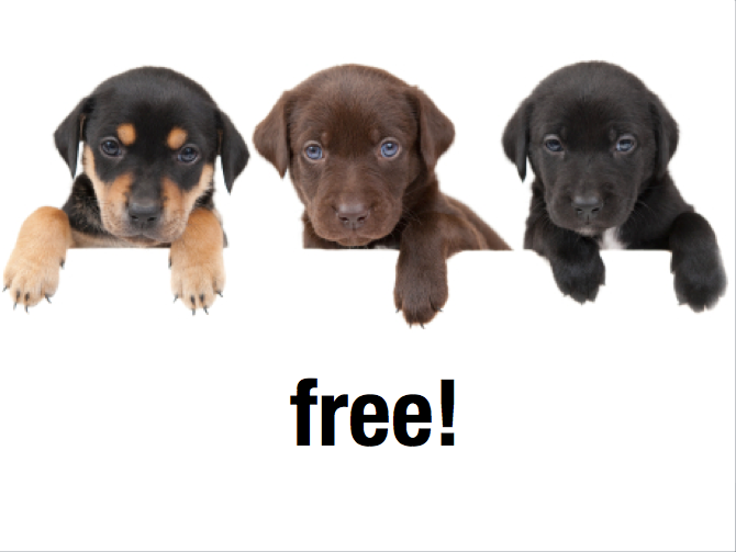 free puppies davidebowman free puppies 670x503 free puppies davidebowman free puppies 670x503
